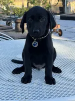 Maxx, a male Labrador Retriever for sale in Mojave, CA – 4 of 7