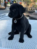 Maxx, a male Labrador Retriever for sale in Mojave, CA – 5 of 7