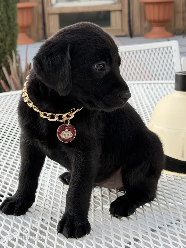 Shade – Labrador Retriever puppy for sale in Mojave, CA