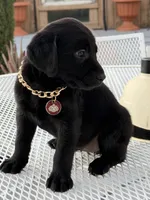 Shade, a female Labrador Retriever for sale in Mojave, CA – 1 of 5