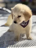 Daisy , a female Golden Retriever for sale in Mojave, CA – Photo 1 of 8