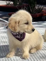 Daisy , a female Golden Retriever for sale in Mojave, CA – Photo 2 of 8