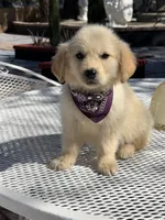 Daisy , a female Golden Retriever for sale in Mojave, CA – Photo 8 of 8