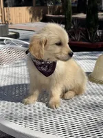 Daisy , a female Golden Retriever for sale in Mojave, CA – Photo 7 of 8