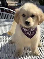 Daisy , a female Golden Retriever for sale in Mojave, CA – Photo 5 of 8