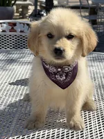 Daisy , a female Golden Retriever for sale in Mojave, CA – Photo 6 of 8