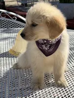 Daisy , a female Golden Retriever for sale in Mojave, CA – Photo 3 of 8