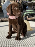 Dior, a female Labrador Retriever for sale in Mojave, CA – 7 of 7