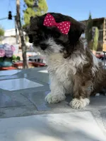 Lucy, a female Shih Tzu for sale in Mojave, CA – 3 of 6
