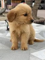 Lily , a female Golden Retriever for sale in Mojave, CA – Photo 6 of 7