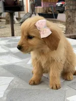 Lily , a female Golden Retriever for sale in Mojave, CA – Photo 3 of 7