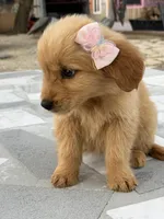 Lily , a female Golden Retriever for sale in Mojave, CA – Photo 5 of 7