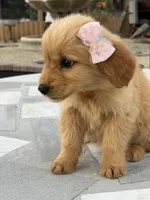 Lily , a female Golden Retriever for sale in Mojave, CA – Photo 4 of 7