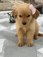 Lily , a female Golden Retriever for sale in Mojave, CA – Photo 7 of 7