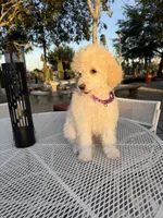 Blonde , a female Poodle - Miniature  for sale in Mojave, CA – 3 of 6