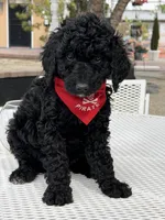 Milo , a male Goldendoodle for sale in Mojave, CA – Photo 6 of 7