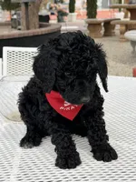 Milo , a male Goldendoodle for sale in Mojave, CA – Photo 5 of 7