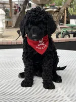 Milo , a male Goldendoodle for sale in Mojave, CA – Photo 3 of 7