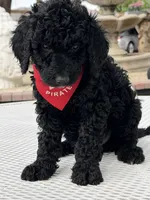 Milo , a male Goldendoodle for sale in Mojave, CA – Photo 4 of 7