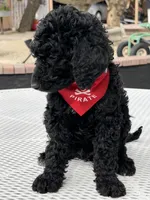 Milo , a male Goldendoodle for sale in Mojave, CA – Photo 2 of 7