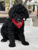 Milo , a male Goldendoodle for sale in Mojave, CA – Photo 7 of 7