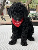 Milo , a male Goldendoodle for sale in Mojave, CA – Photo 1 of 7