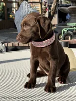 Dior, a female Labrador Retriever for sale in Mojave, CA – 4 of 7
