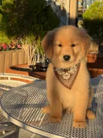 Luka , a male Golden Retriever for sale in Mojave, CA – 4 of 6