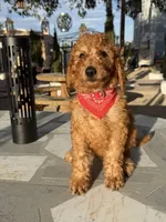 Canelo , a male Goldendoodle for sale in Mojave, CA – 5 of 5