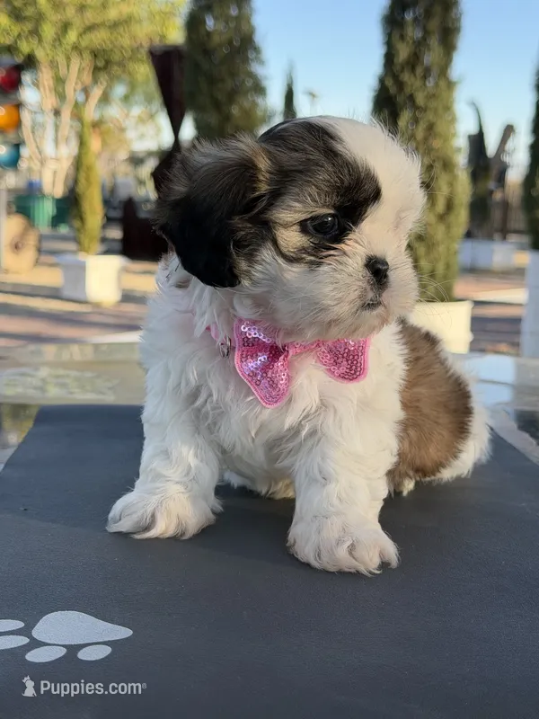Daisy , a female Shih Tzu for sale in Mojave, CA – 1 of 5