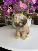Ginger , a female Shihpoo for sale in Mojave, CA – 6 of 6