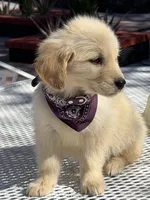 Luna , a female Golden Retriever for sale in Mojave, CA – Photo 3 of 5