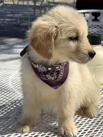 Luna , a female Golden Retriever for sale in Mojave, CA – Photo 2 of 5