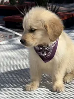 Luna , a female Golden Retriever for sale in Mojave, CA – Photo 5 of 5