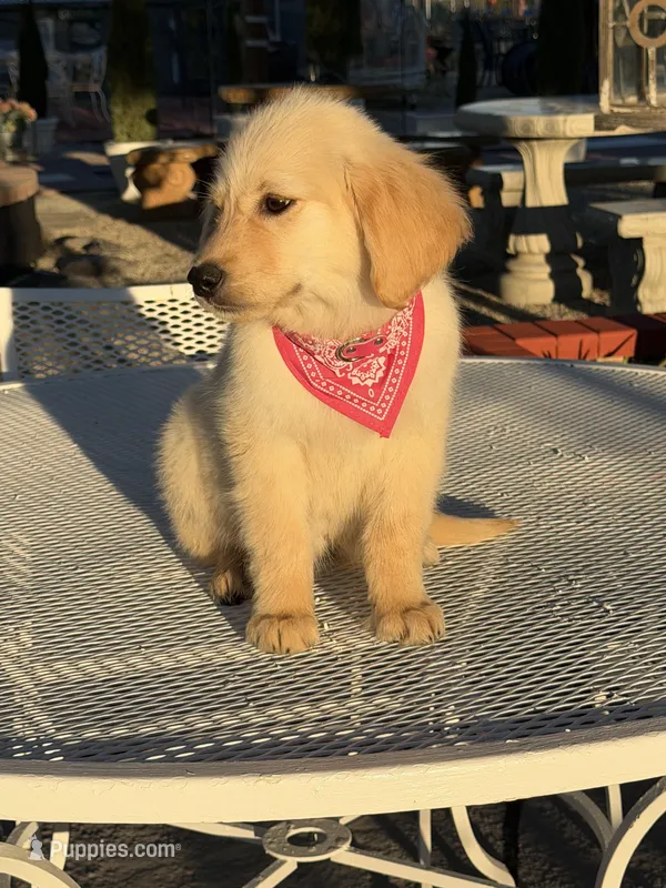 Luna  – Golden Retriever puppy for sale in Mojave, CA