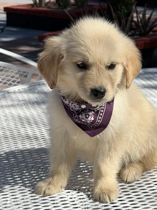 Luna  – Golden Retriever puppy for sale in Mojave, CA