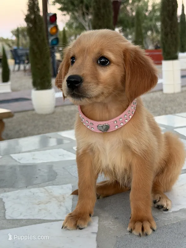 Cinnamon – Golden Retriever puppy for sale in Mojave, CA