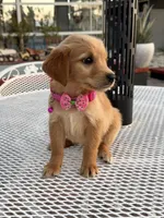 Lily , a female Golden Retriever for sale in Mojave, CA – 4 of 5