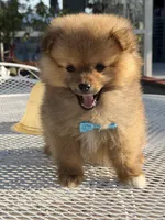 Kiwi, a male Pomeranian for sale in Mojave, CA – 2 of 6