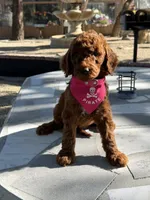 Cinnamon , a female Goldendoodle for sale in Mojave, CA – 2 of 7