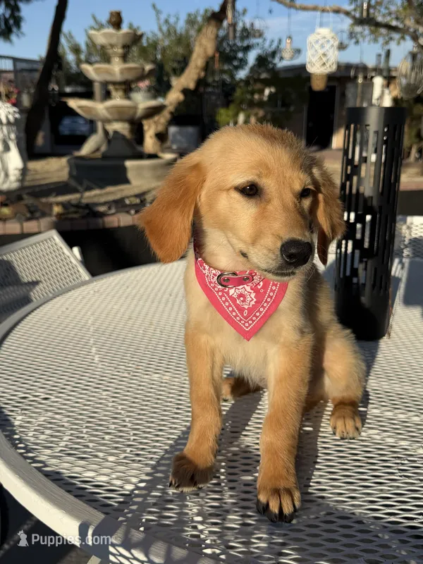 Dior – Golden Retriever puppy for sale in Mojave, CA