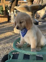 Kobe , a male Golden Retriever for sale in Mojave, CA – 2 of 6