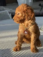 Chanel , a female Goldendoodle for sale in Mojave, CA – 4 of 6