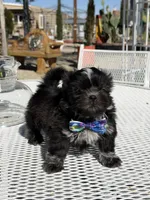Oreo , a male Shih Tzu for sale in Mojave, CA – Photo 5 of 6