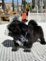 Oreo , a male Shih Tzu for sale in Mojave, CA – Photo 3 of 6