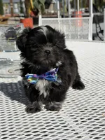 Oreo , a male Shih Tzu for sale in Mojave, CA – Photo 4 of 6