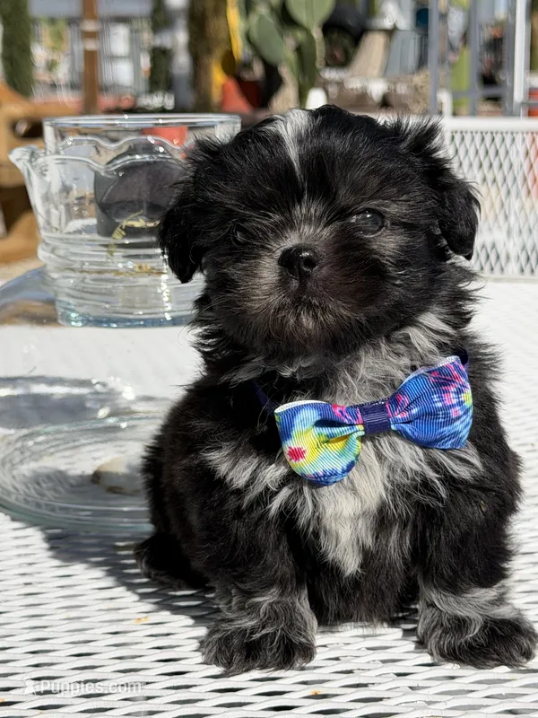 Oreo  – Shih Tzu puppy for sale in Mojave, CA