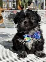 Oreo , a male Shih Tzu for sale in Mojave, CA – Photo 1 of 6