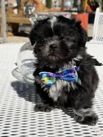 Oreo , a male Shih Tzu for sale in Mojave, CA – Photo 2 of 6