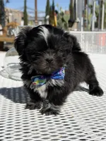 Oreo , a male Shih Tzu for sale in Mojave, CA – Photo 6 of 6